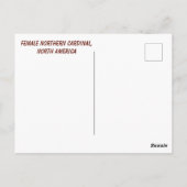 北米北（鳥）ショウジョウコウカンチョウ女性 ポストカード (裏面)