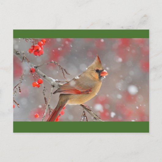 北米北（鳥）ショウジョウコウカンチョウ女性 ポストカード (正面)