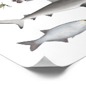 北米淡水魚グループ ポスター (角)