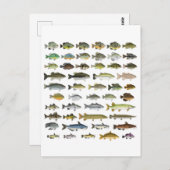 北米淡水魚グループ ポストカード (正面/裏面)