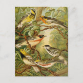 北米産の鳥 | Anton Goeringはがき ポストカード (正面)