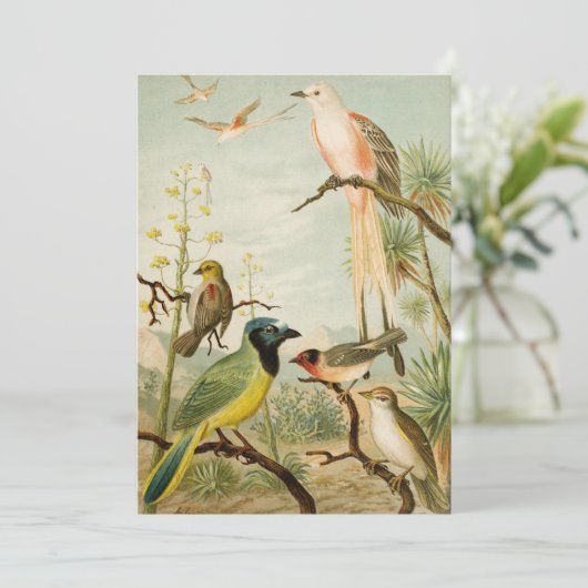 北米産の鳥 | Anton Goering (スタンド正面)