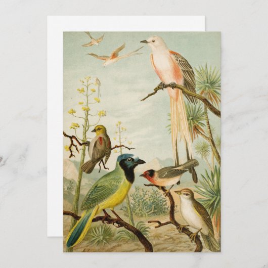 北米産の鳥 | Anton Goering (正面/裏面)