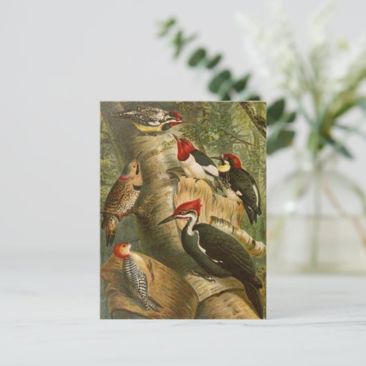 北米産の鳥 | Gustav Mtzelはがき ポストカード (スタンド正面)