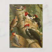 北米産の鳥 | Gustav Mtzelはがき ポストカード (正面)