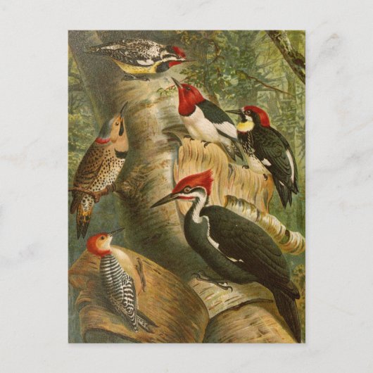 北米産の鳥 | Gustav Mtzelはがき ポストカード (正面)