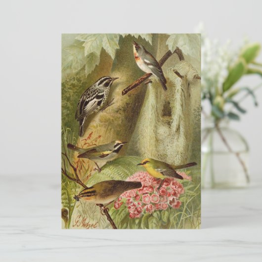 北米産の鳥 | Gustav Mtzelカード (スタンド正面)