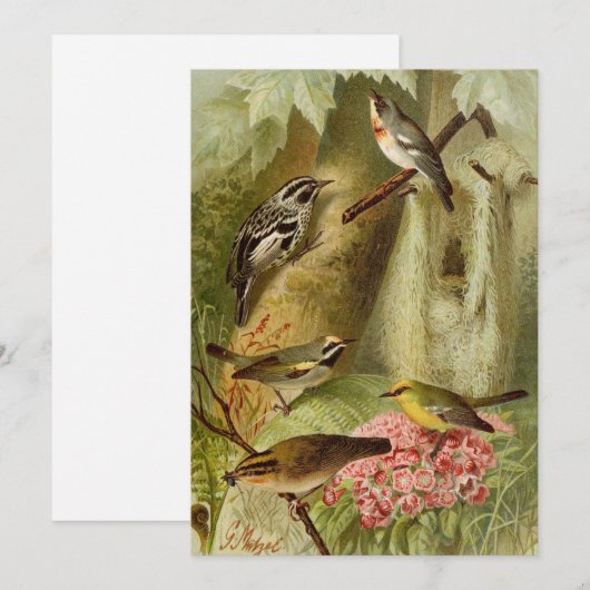 北米産の鳥 | Gustav Mtzelカード (正面/裏面)