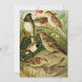 北米産の鳥 | Gustav Mtzel (正面)