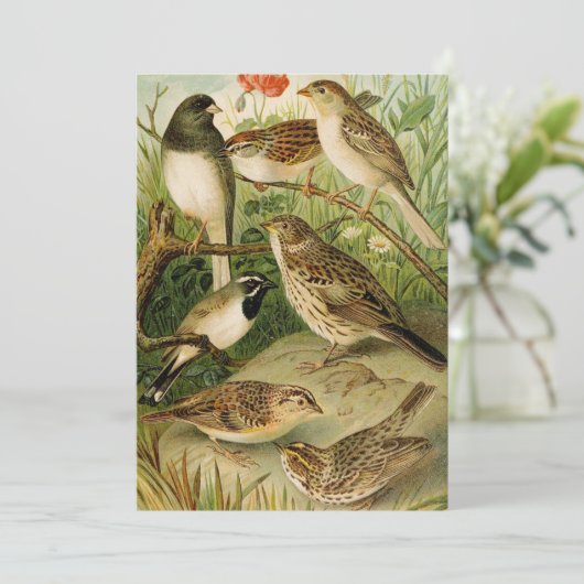 北米産の鳥 | Gustav Mtzel (スタンド正面)