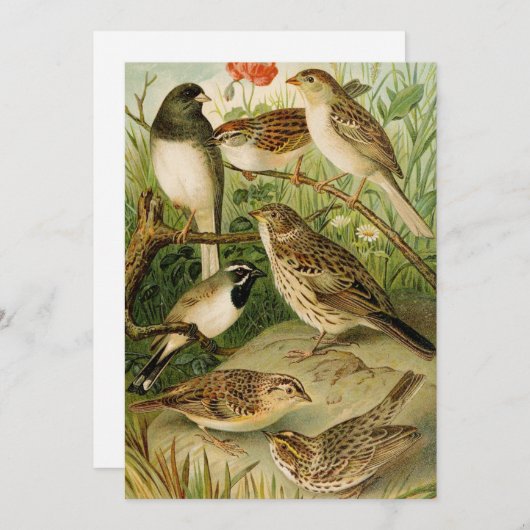 北米産の鳥 | Gustav Mtzel (正面/裏面)