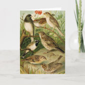 北米産の鳥 | Gustav Mtzel カード (正面)