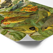 北米産の鳥 | Gustav Mtzel ポスター (角)