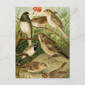 北米産の鳥 | Gustav Mtzel ポストカード (正面)