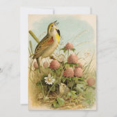 北米産の鳥 | Robert Ridgway (正面)