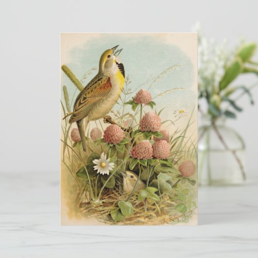 北米産の鳥 | Robert Ridgway (スタンド正面)