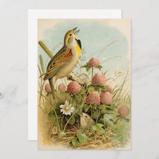 北米産の鳥 | Robert Ridgway (正面/裏面)