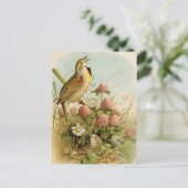 北米産の鳥 | Robert Ridgway ポストカード (スタンド正面)