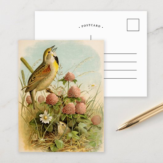 北米産の鳥 | Robert Ridgway ポストカード