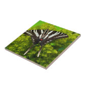 北米産アゲハチョウ蝶 タイル (側面)