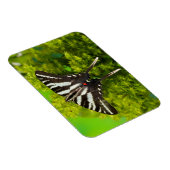 北米産アゲハチョウ蝶 マグネット (右側)