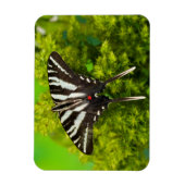 北米産アゲハチョウ蝶 マグネット (縦)