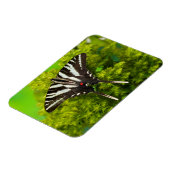 北米産アゲハチョウ蝶 マグネット (左側)