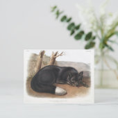 北米産アメリカブラックまたはシルバーキツネ ポストカード (スタンド正面)