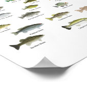 北米産サンフィッシュグループ ポスター (角)