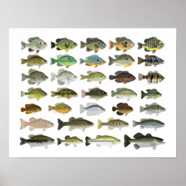 北米産サンフィッシュグループ ポスター
