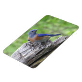 北米産ブルーバード マグネット (左側)