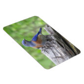 北米産ブルーバード マグネット (右側)