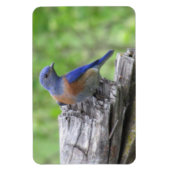 北米産ブルーバード マグネット (縦)