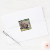 北米産ヤマアラシのポスター スクエアシール (封筒)