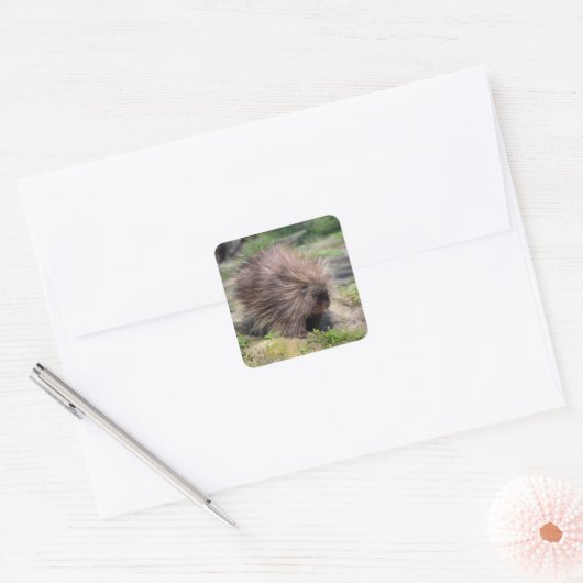 北米産ヤマアラシのポスター スクエアシール (封筒)