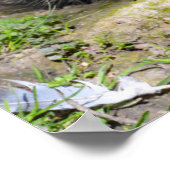 北米産ヤマアラシ ポスター (角)