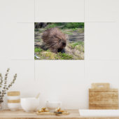 北米産ヤマアラシ ポスター (キッチン)