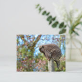 北米産ヤマアラシ ポストカード (スタンド正面)