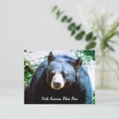 北米黒熊はがき ポストカード (スタンド正面)