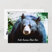 北米黒熊はがき ポストカード (正面/裏面)
