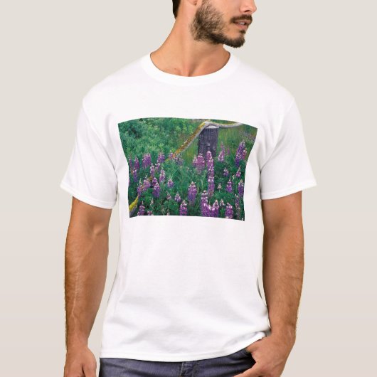 北米, アメリカ, アラスカ州, アリューシャン列島, ウナラスカ島 Tシャツ (正面)