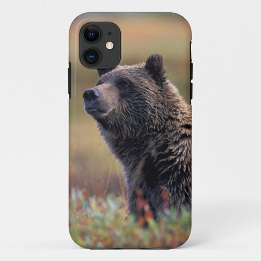 北米,アメリカ,アラスカ州,デナリ国立公園,グリズリー Case-Mate iPhoneケース (裏面)