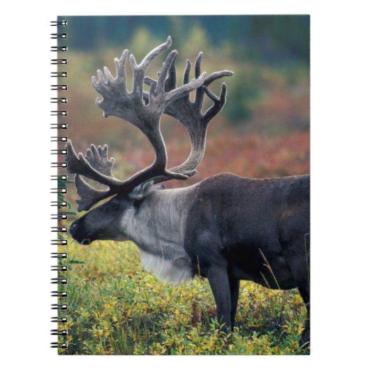 北米,アメリカ,アラスカ州,デナリ国立公園,雄のカリブー 3 ノートブック (正面)