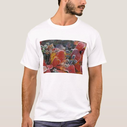 北米, アメリカ, アラスカ州, デナリ国立公園 霜に覆われた紅葉 Tシャツ (正面)
