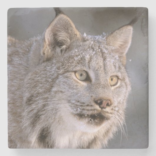 北米,アメリカ,アラスカ州,ヘインズ. ユキヤマネコ (Felis 2 ストーンコースター (正面)
