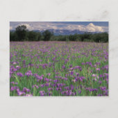 北米, アメリカ, アラスカ, アンカレッジ, エクルナ ポストカード (正面)