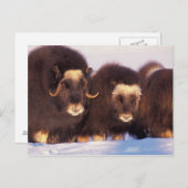 北米, アメリカ, アラスカ, 北極圏 ポストカード (正面/裏面)