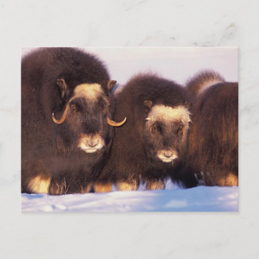 北米, アメリカ, アラスカ, 北極圏 ポストカード (正面)