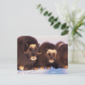 北米, アメリカ, アラスカ, 北極圏 ポストカード (スタンド正面)