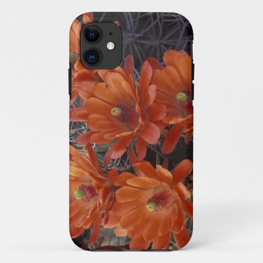 北米, アメリカ, アリゾナ州, サンザビエル. ヒゴロモカクタス Case-Mate iPhoneケース (裏面)